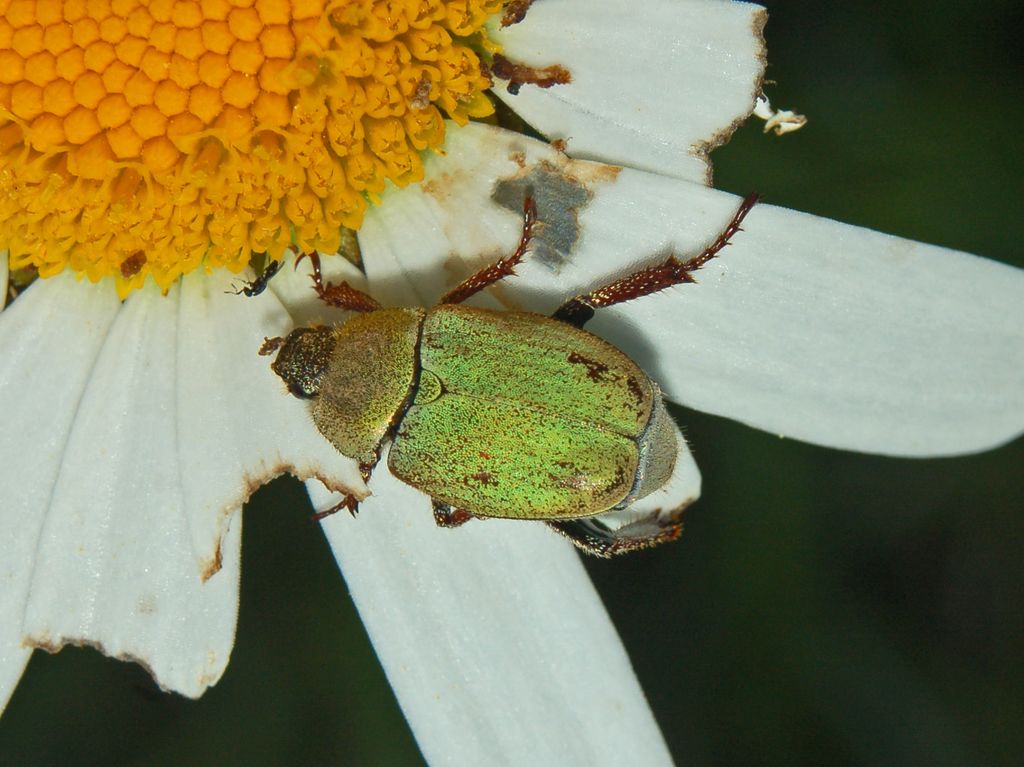 Melolonthidae da determinare: Hoplia argentea